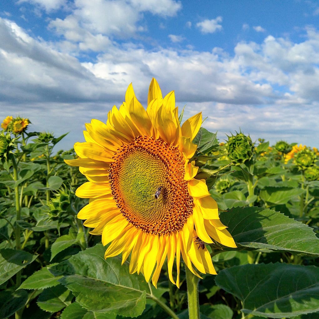 Floare Soarelui