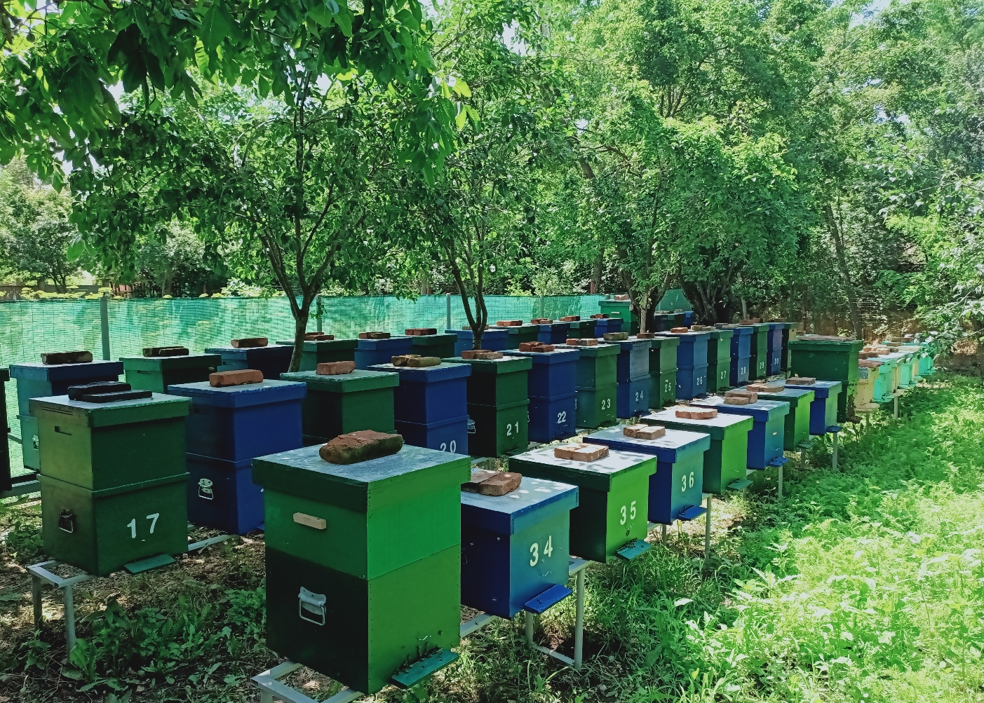 Stupina Happy Bees
